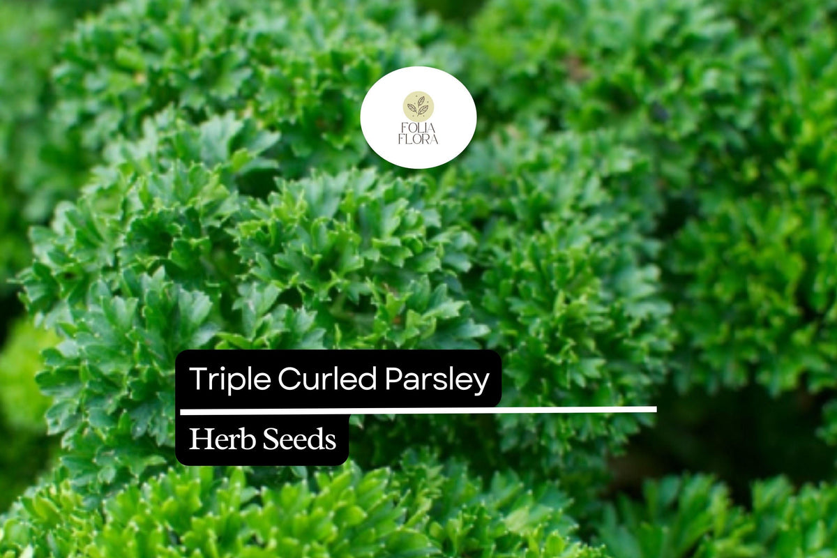 1000 Seeds Triple Curled Parsley Herb Seeds, Vibrant Green, Petroselinum crispum, Culinary & Ornamental Use
