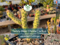 Cylindropuntia Fulgida Teddy Bear Cholla Cactus Cuttings – 5 Unrooted Segments for Propagation, Desert Gardens, Drought-Tolerant Succulents