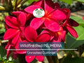 Plumeria Wildfire Red Cuttings – Rare Unrooted Tropical Frangipani, 9-12 Inches, Fragrant Red-Orange Flowers, Live Plant Propagation