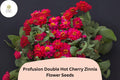 Profusion Double Hot Cherry Zinnia Seeds – Compact Cherry-Pink Annual Flower for Borders, Containers, and Cut Flowers (Zinnia hybrida)