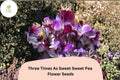 Sweet Pea Seeds, Climbing Vine, Three Times As Sweet, Lathyrus odoratus, Garden Flowers, 50+ Seeds