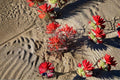 Castilleja angustifolia var. dubia – Northwestern Indian Paintbrush Seeds, Native Wildflower, Pollinator & Restoration Plant