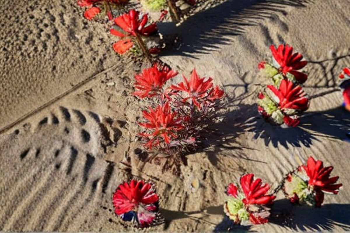 Castilleja angustifolia var. dubia – Northwestern Indian Paintbrush Seeds, Native Wildflower, Pollinator & Restoration Plant