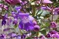 100 mg Penstemon commarhenus Seeds – Dusty Beardtongue Wildflower for Native Gardens, Pollinator Habitat, Xeriscape