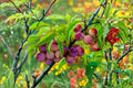 American Plum Trees 2 ft Tall, Native Prunus americana Fruit Trees, Ornamental & Wildlife Habitat Plants