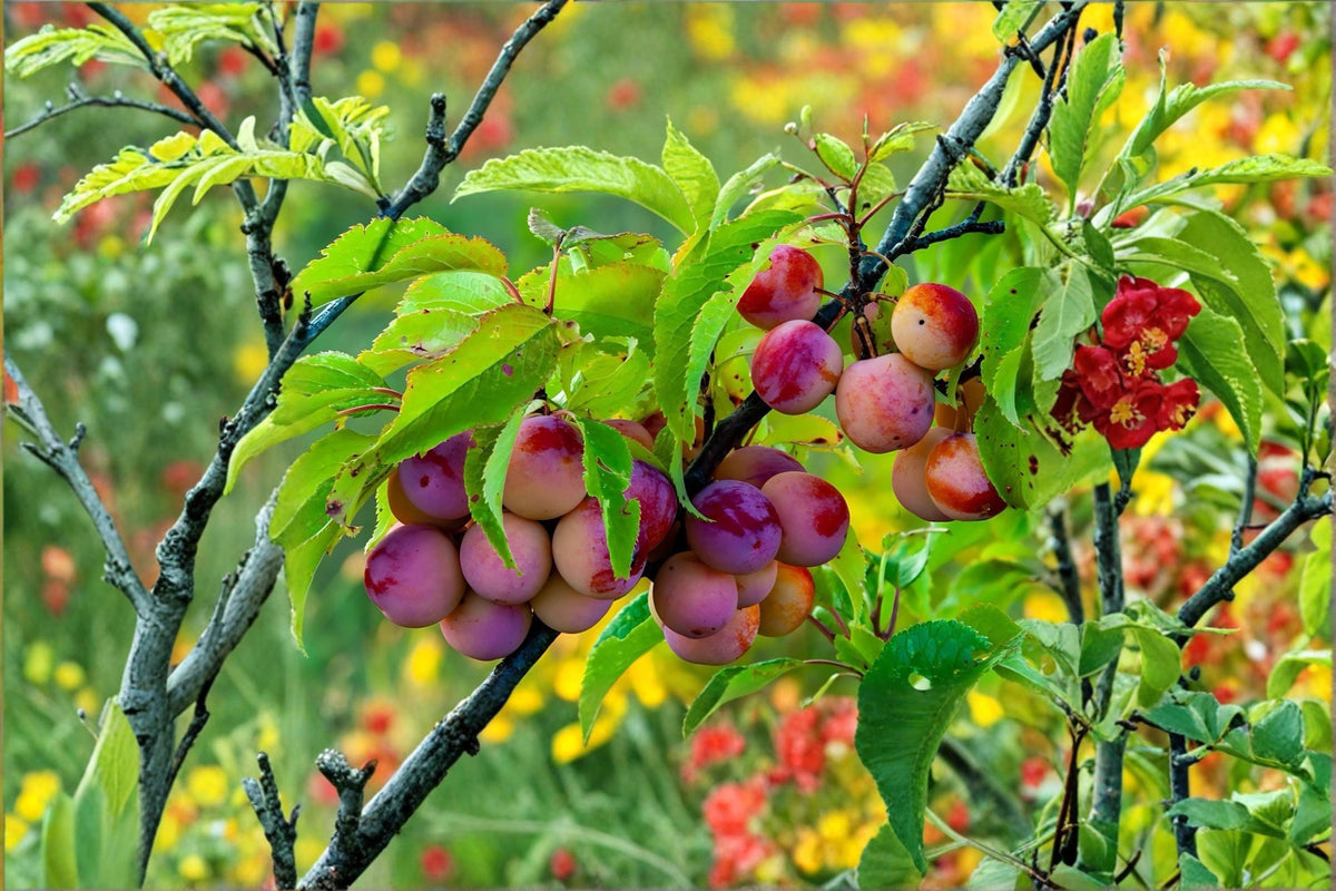 American Plum Trees 2 ft Tall, Native Prunus americana Fruit Trees, Ornamental & Wildlife Habitat Plants