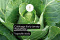 Jersey Wakefield Cabbage Seeds – Heirloom Brassica oleracea, Early Pointed-Head, Compact, 500+ Seeds for Garden Planting