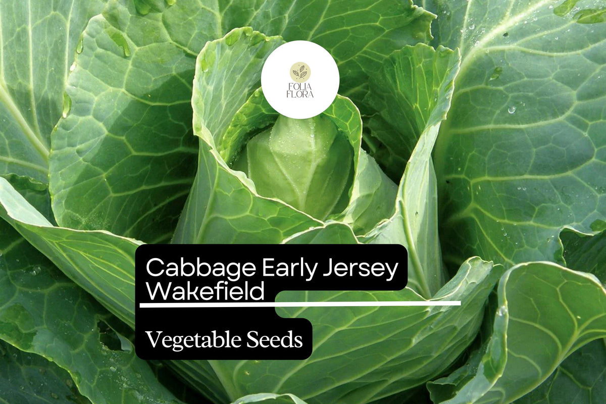 Jersey Wakefield Cabbage Seeds – Heirloom Brassica oleracea, Early Pointed-Head, Compact, 500+ Seeds for Garden Planting