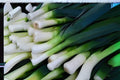 American Flag Leek Seeds – Heirloom Vegetable, Full Sun, Easy to Grow, Allium ampeloprasum, 150 Seeds