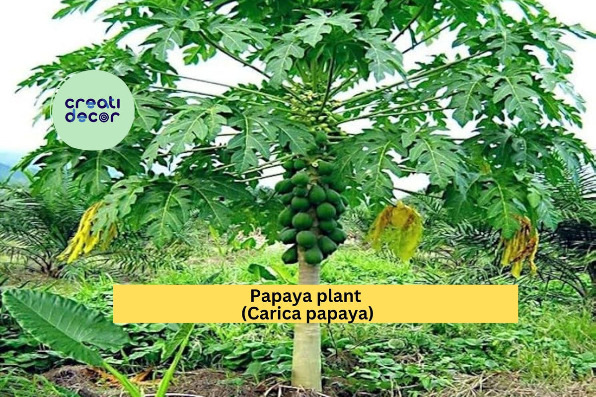 Papaya Plant | Live Rooted Starter | Carica papaya Tropical Fruit Tree for Outdoor Garden or Container Growing