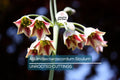 Allium Nectaroscordum Siculum Bulbs | Sicilian Honey Garlic | Bell-Shaped Flowers | Deer-Resistant Garden Bulbs | USDA Zones 4-9