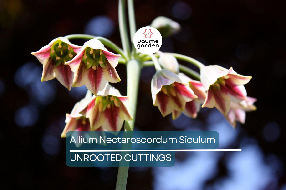 Allium Nectaroscordum Siculum Bulbs | Sicilian Honey Garlic | Bell-Shaped Flowers | Deer-Resistant Garden Bulbs | USDA Zones 4-9
