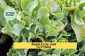 Ripple Jade Succulent Cuttings – 4-5" Crassula arborescens undulatifolia, Curly Leaf, Drought-Tolerant Indoor & Garden Plant