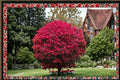 Burning Bush Euonymus alatus Live Plants – Red Fall Foliage, Ornamental Shrub for Landscaping, 2 Pack
