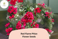 Red Flame Phlox Seeds – Perennial Garden Flower, Vibrant Red Blooms, Phlox paniculata, Butterfly & Hummingbird Attractant