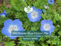 Wildflower Seeds - Blue Ribbon Mix, Heirloom, Non-GMO Pollinator Blend for Bees & Butterflies, Perennials & Annuals