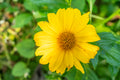 Mexican Sunflower Cuttings – 5 Unrooted Stems – Tithonia diversifolia – Pollinator Garden Plant for Borders & Landscaping