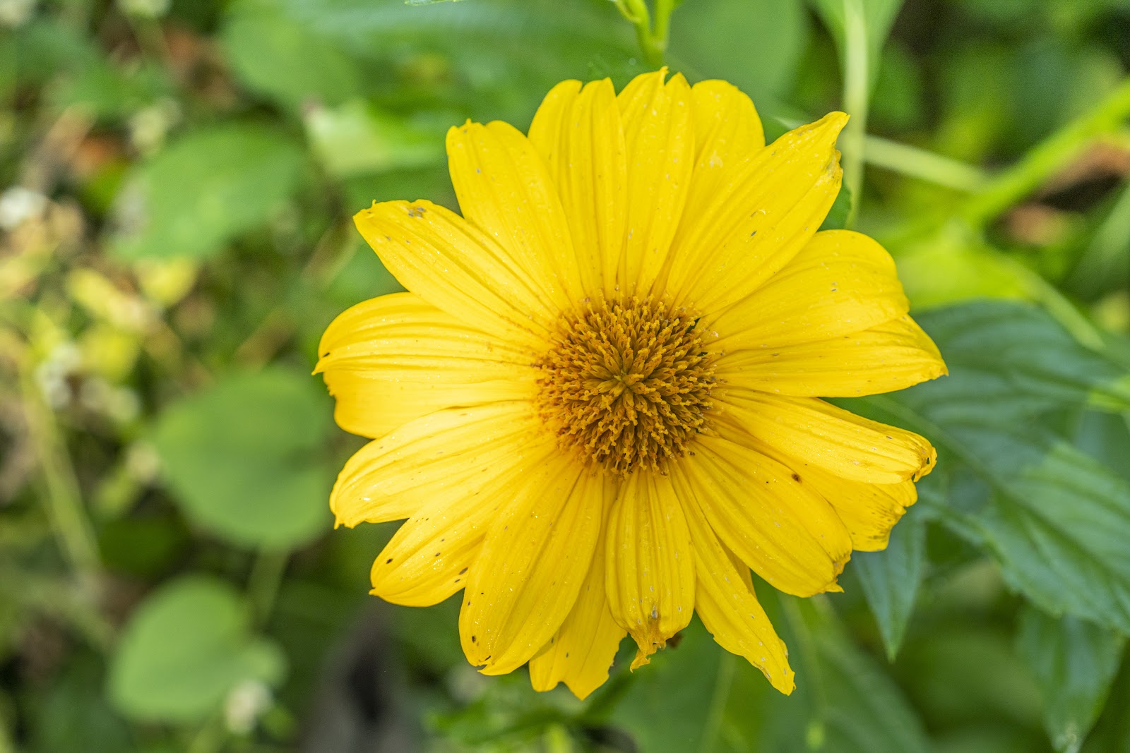 Mexican Sunflower Cuttings – 5 Unrooted Stems – Tithonia diversifolia – Pollinator Garden Plant for Borders & Landscaping