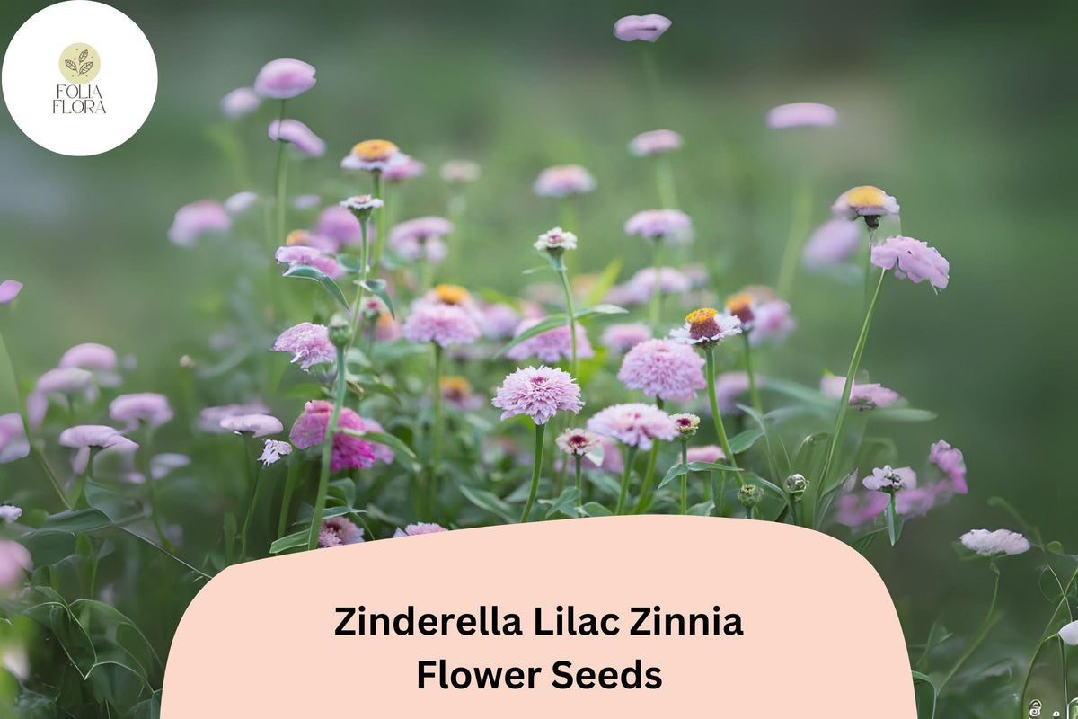 100+ Zinderella Lilac Zinnia Seeds – Double Scabiosa-Type Blooms, Light Purple, Zinnia elegans, Garden, Borders & Cut Flowers