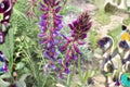 Astragalus bisulcatus Seeds – Twogroove Milkvetch, Native Drought-Tolerant Legume for Dry Soils, Perennial Plant