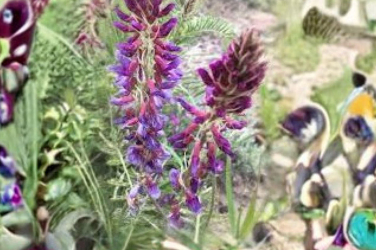 Astragalus bisulcatus Seeds – Twogroove Milkvetch, Native Drought-Tolerant Legume for Dry Soils, Perennial Plant