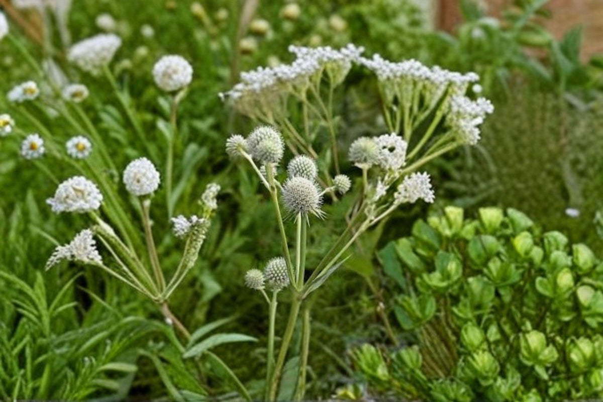 Eryngium yuccifolium Rattlesnake Master Seeds – Native Prairie Perennial with Spiky White Blooms, Pollinator Magnet