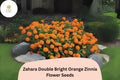 100+ Zahara Double Bright Orange Zinnia Seeds | Vibrant Annual Flower for Gardens & Containers | Pollinator-Friendly Bright Orange Blooms