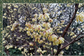 10 Seeds Wintersweet Shrub Chimonanthus praecox Fragrant Winter Blooming Ornamental Garden Seeds