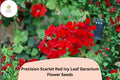 25+ Scarlet Red Ivy Leaf Geranium Seeds | Trailing Pelargonium peltatum ‘Precision Scarlet Red’ for Hanging Baskets & Garden