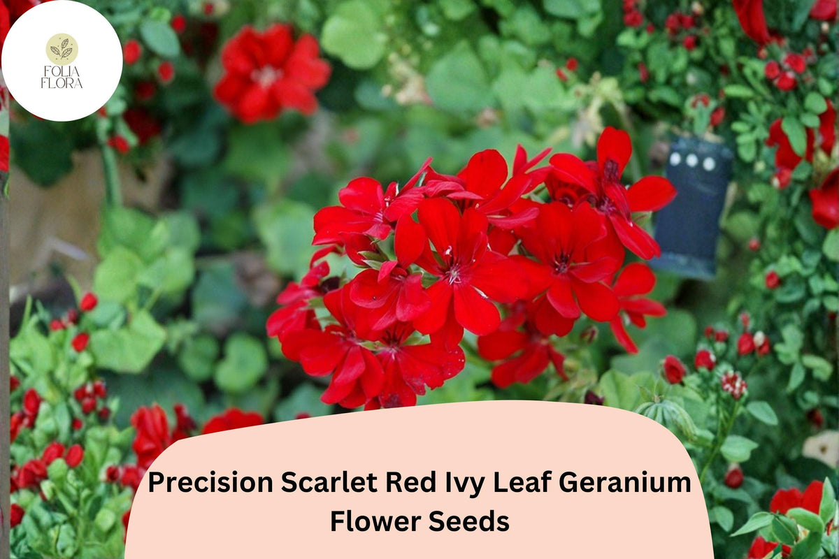 25+ Scarlet Red Ivy Leaf Geranium Seeds | Trailing Pelargonium peltatum ‘Precision Scarlet Red’ for Hanging Baskets & Garden