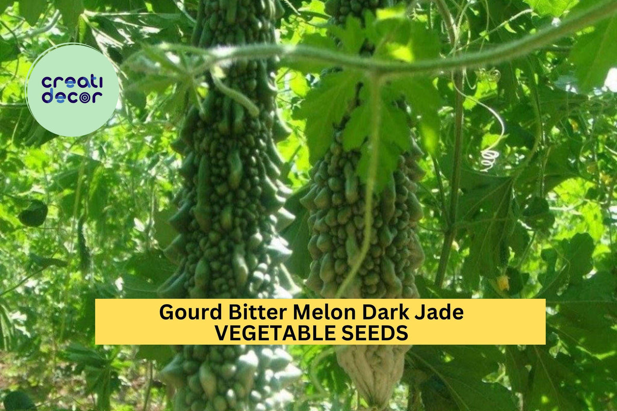 Bitter Melon Seeds, Dark Jade Hybrid, High-Yield Gourd, Momordica charantia, Trellis Growing, Summer Vegetable Seeds, 3 Packs
