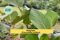Seagrape Live Plant in 6-Inch Pot – Tropical Coastal Shrub with Green Leaves & Grape Clusters – Coccoloba uvifera