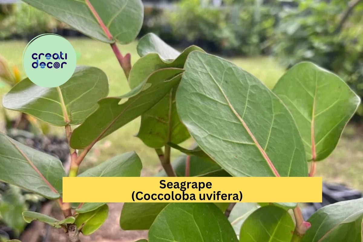 Seagrape Live Plant in 6-Inch Pot – Tropical Coastal Shrub with Green Leaves & Grape Clusters – Coccoloba uvifera