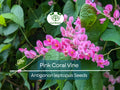 Pink Coral Vine Seeds, Antigonon leptopus, Climbing Flowering Plant for Gardens, Vining Creeper, Tropical Pink Blooms