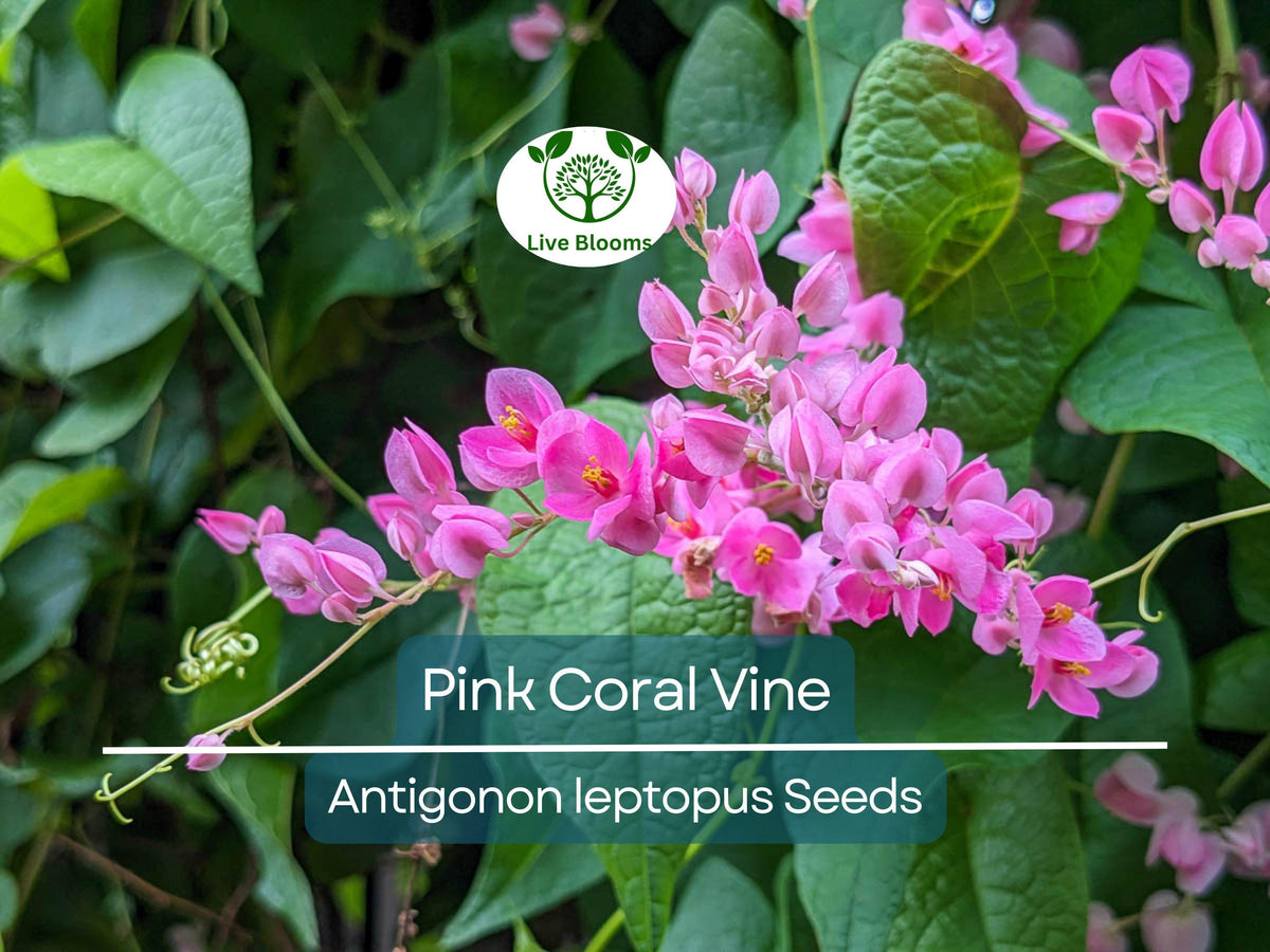 Pink Coral Vine Seeds, Antigonon leptopus, Climbing Flowering Plant for Gardens, Vining Creeper, Tropical Pink Blooms