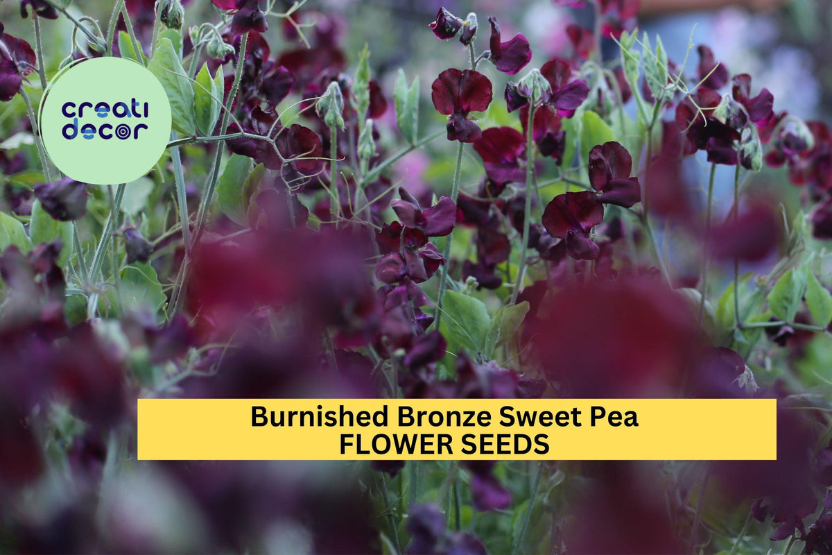 50+ Burnished Bronze Sweet Pea Seeds – Fragrant Copper-Toned Climbing Vines for Garden, Trellises, Fences – Lathyrus odoratus