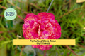 8 Pink Moss Rose Cuttings | Portulaca grandiflora Succulent Starter Plants | Drought-Tolerant Ground Cover for Sunny Gardens