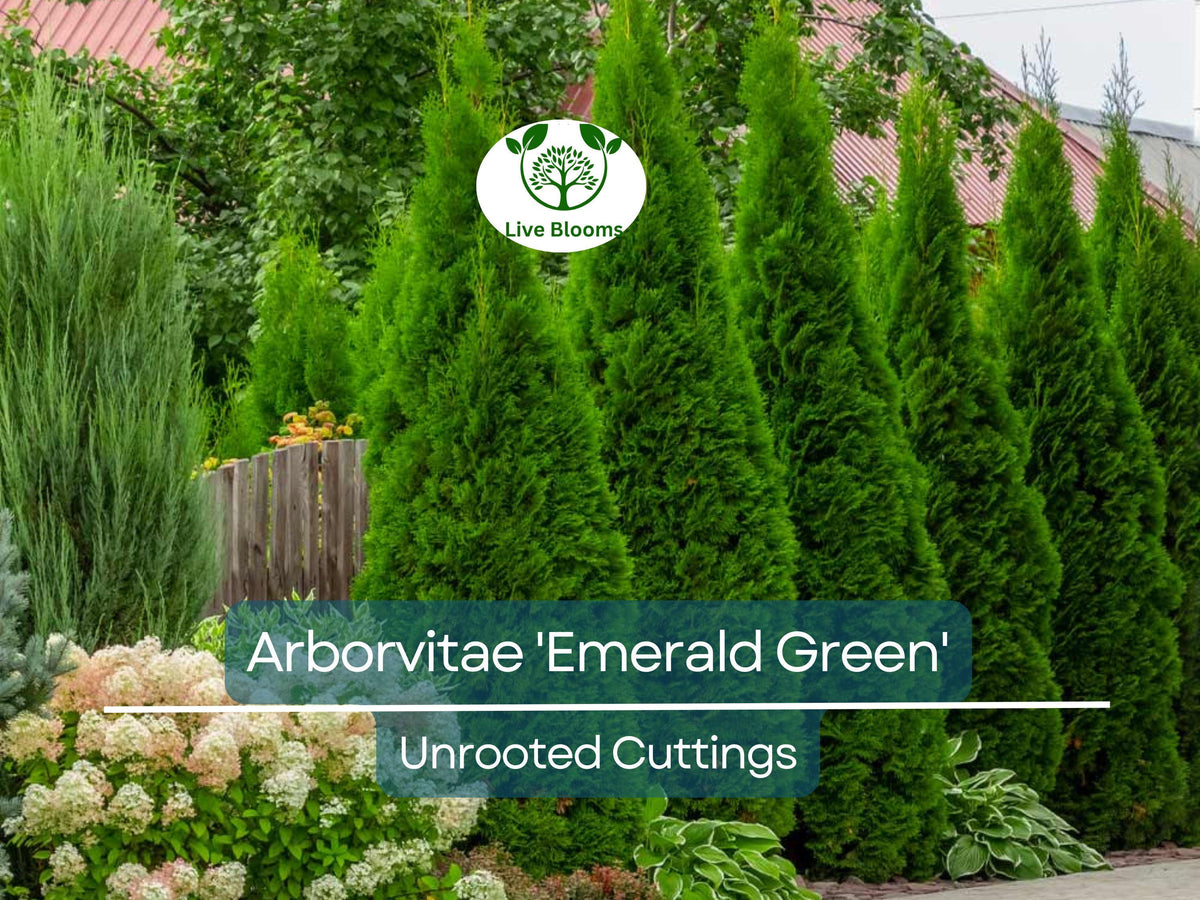 Unrooted Arborvitae Emerald Green Cuttings – Thuja occidentalis for Privacy Hedges, Evergreen Landscaping, 10-15 cm