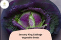 January King Cabbage Seeds – Heirloom Brassica oleracea, Winter-Hardy, Blue-Green & Purple Blush, Compact Semi-Savoyed Heads, 500+ Pack
