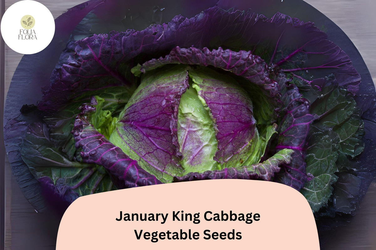 January King Cabbage Seeds – Heirloom Brassica oleracea, Winter-Hardy, Blue-Green & Purple Blush, Compact Semi-Savoyed Heads, 500+ Pack