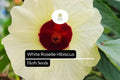 White Roselle Hibiscus Seeds (Hibiscus sabdariffa) | 25 Seeds | Edible Leaves & Calyces | Beautiful White Blooms