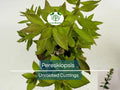 Pereskiopsis spp. Unrooted Cactus Cuttings for Grafting, Succulent Propagation, Cactus Rootstock, Fast-Growing Cactus Starter, 5pcs