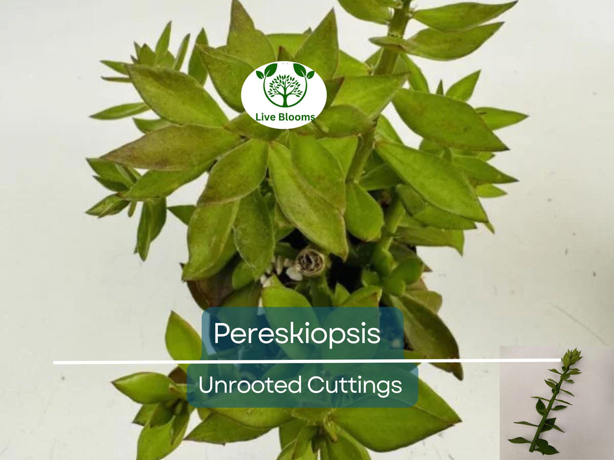 Pereskiopsis spp. Unrooted Cactus Cuttings for Grafting, Succulent Propagation, Cactus Rootstock, Fast-Growing Cactus Starter, 5pcs