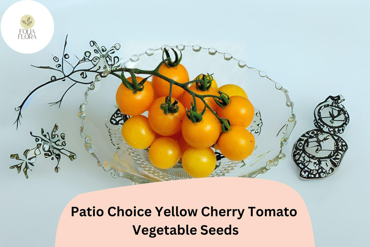 100 Patio Choice Yellow Cherry Tomato Seeds – Compact Heirloom Solanum lycopersicum for Containers & Gardens, Sweet Flavor, Easy to Grow