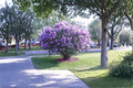 Purple Lilac Plants - 1 ft Tall, Fragrant Syringa vulgaris Flowering Shrubs for Garden Borders & Hedges