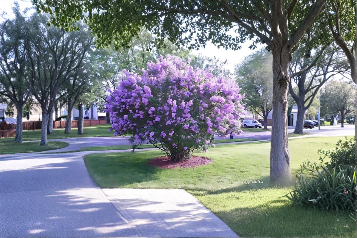 Purple Lilac Plants - 1 ft Tall, Fragrant Syringa vulgaris Flowering Shrubs for Garden Borders & Hedges