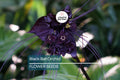 Black Bat Orchid Seeds – Tacca chantrieri Rare Tropical Plant with Unique Bat-Shaped Deep Purple Flowers, Indoor or Outdoor, USDA Zones 10-11