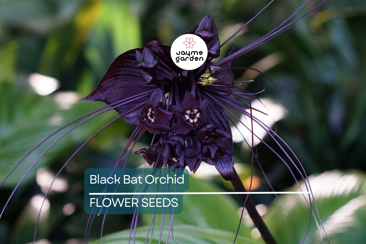 Black Bat Orchid Seeds – Tacca chantrieri Rare Tropical Plant with Unique Bat-Shaped Deep Purple Flowers, Indoor or Outdoor, USDA Zones 10-11