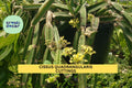4 Veldt Grape Cissus Quadrangularis Cuttings | Succulent Vine, Air Plant, Drought Tolerant, Easy Grow, USA Seller