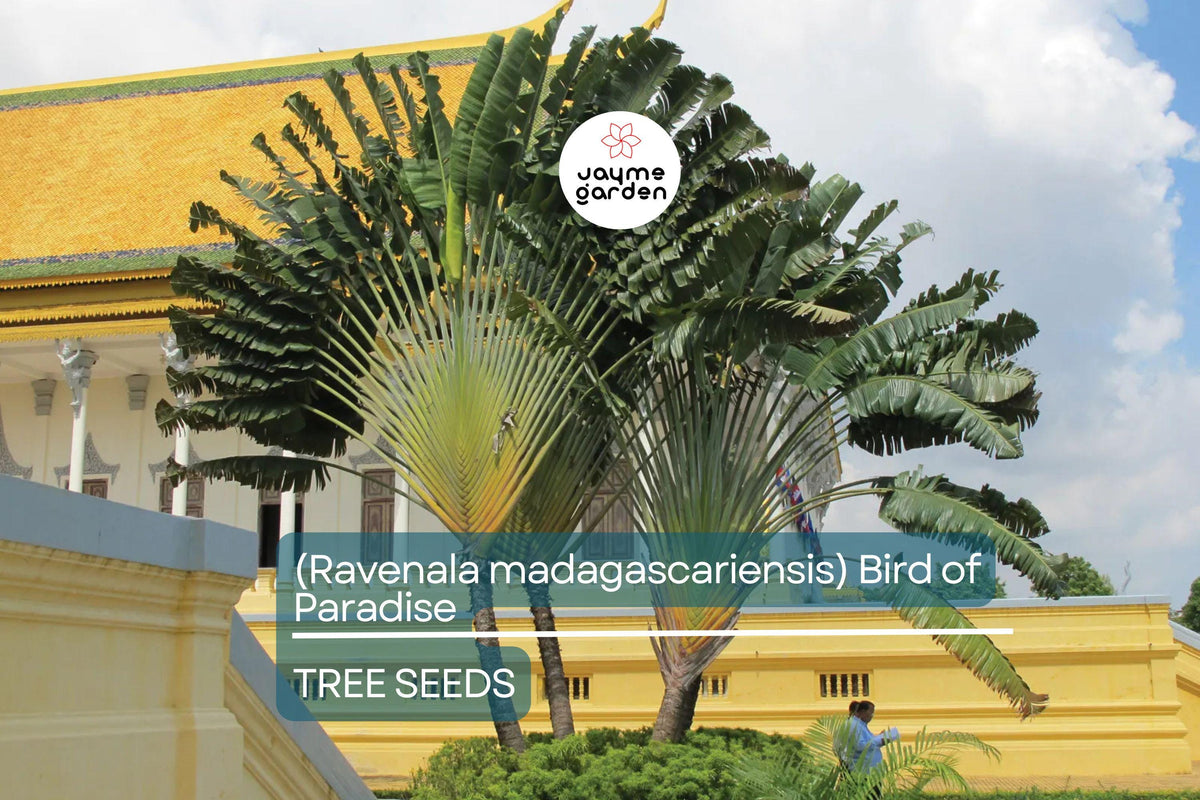 Traveler’s Palm Seeds – Ravenala madagascariensis, Tropical Fan-Shaped Evergreen, Bird of Paradise, Madagascar Plant